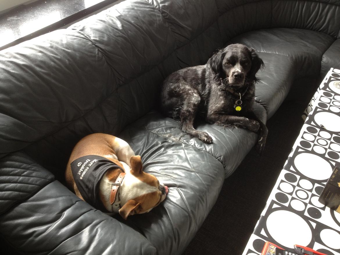 Breton Niko billede 14