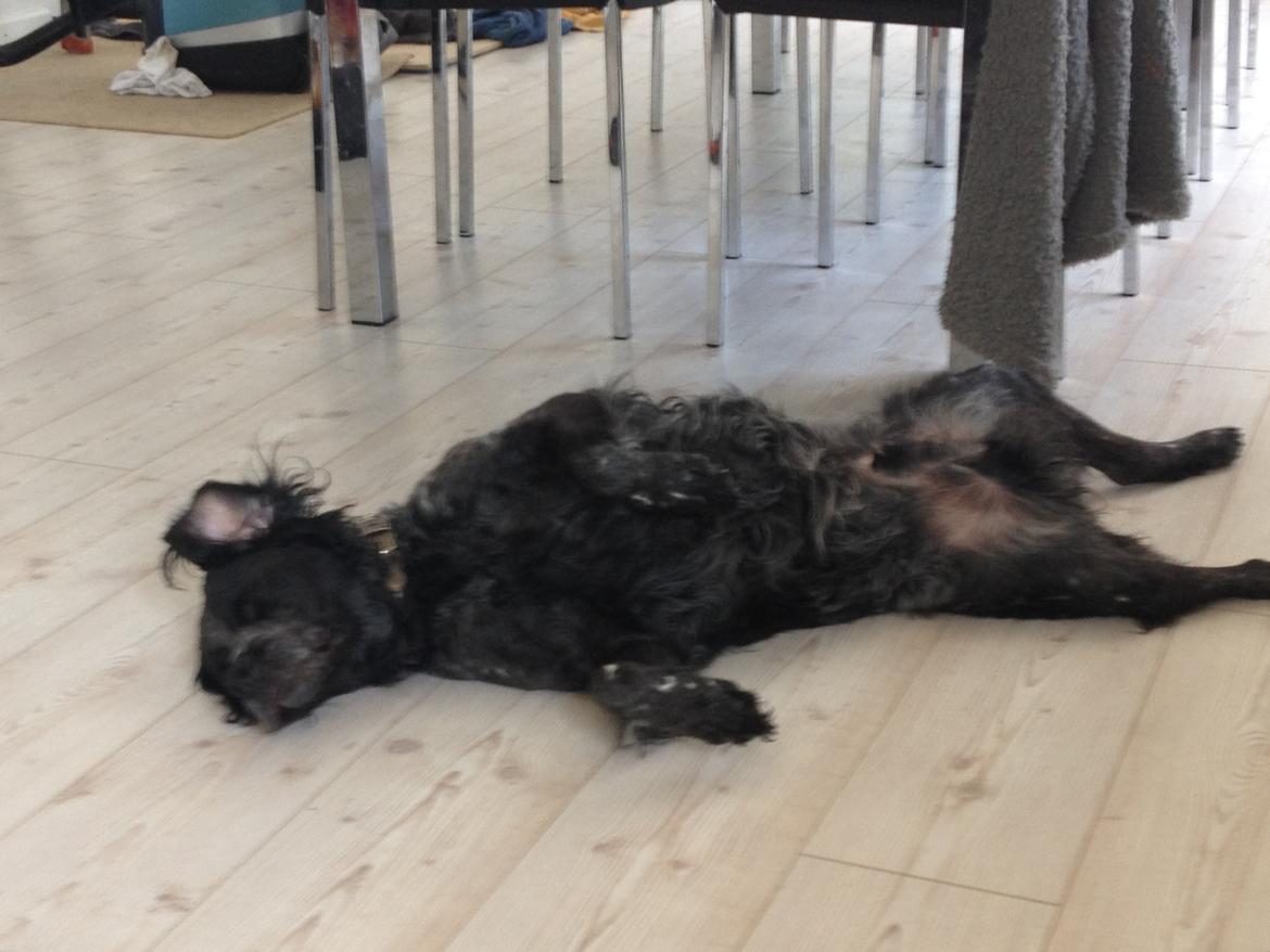 Breton Niko billede 15