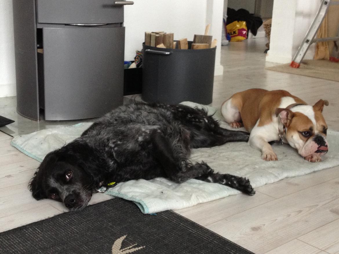 Breton Niko billede 17