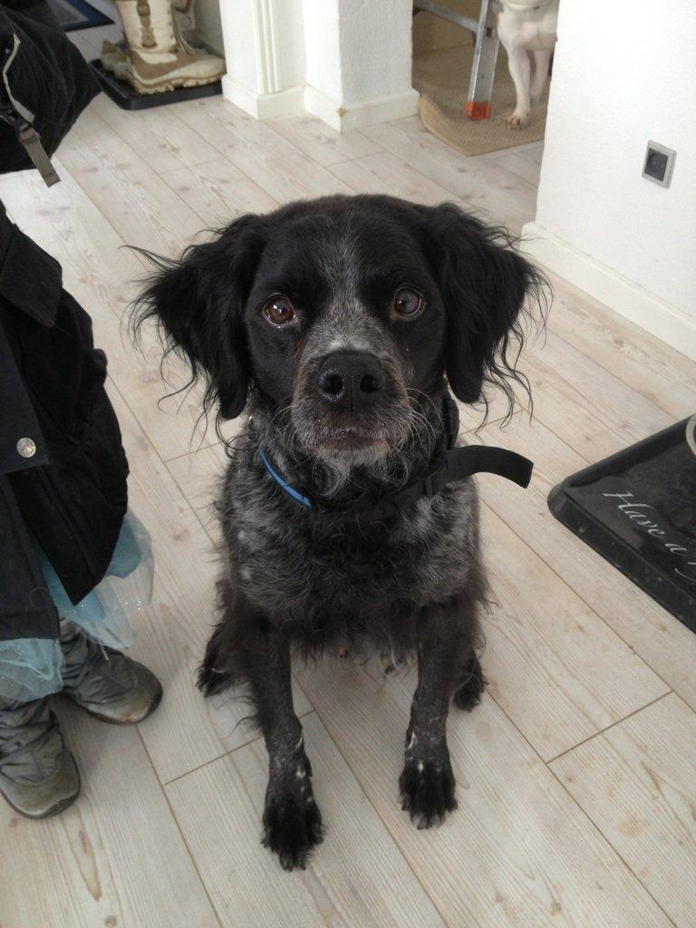 Breton Niko billede 16