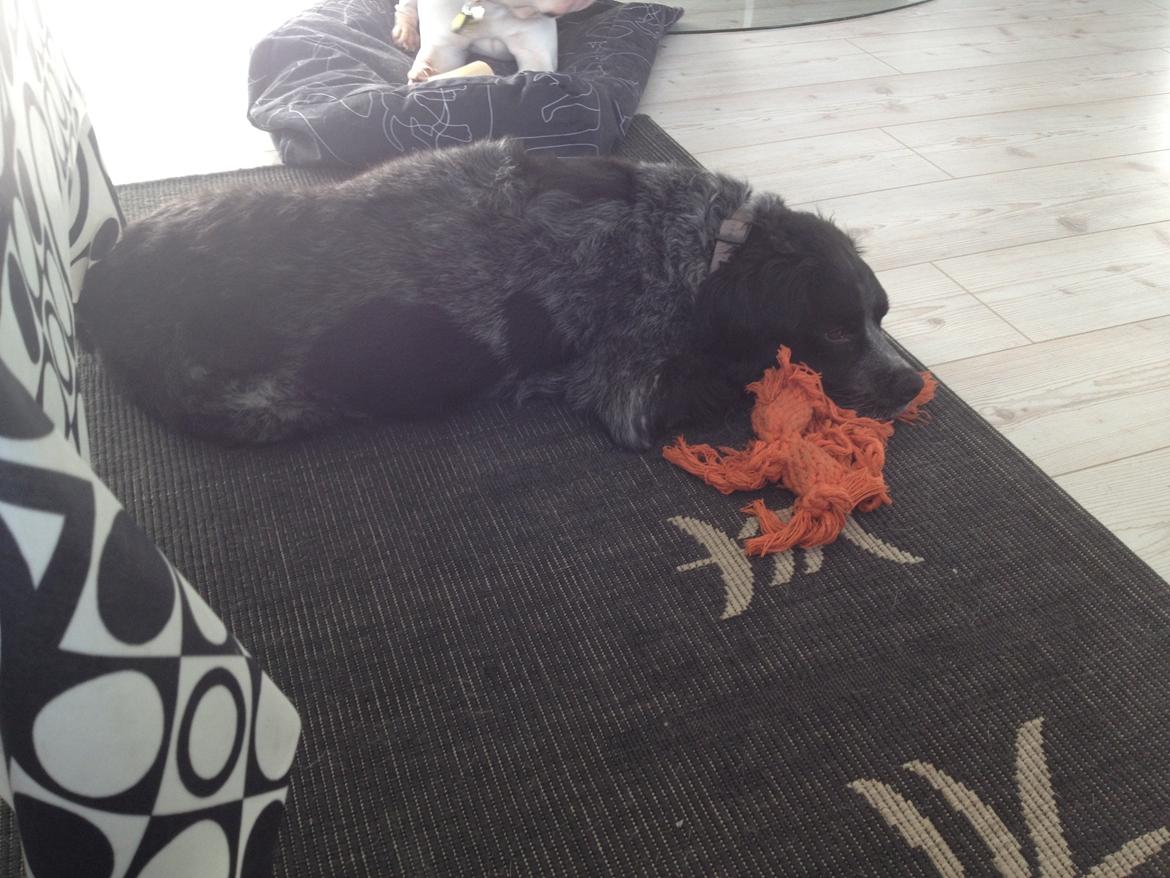 Breton Niko billede 18