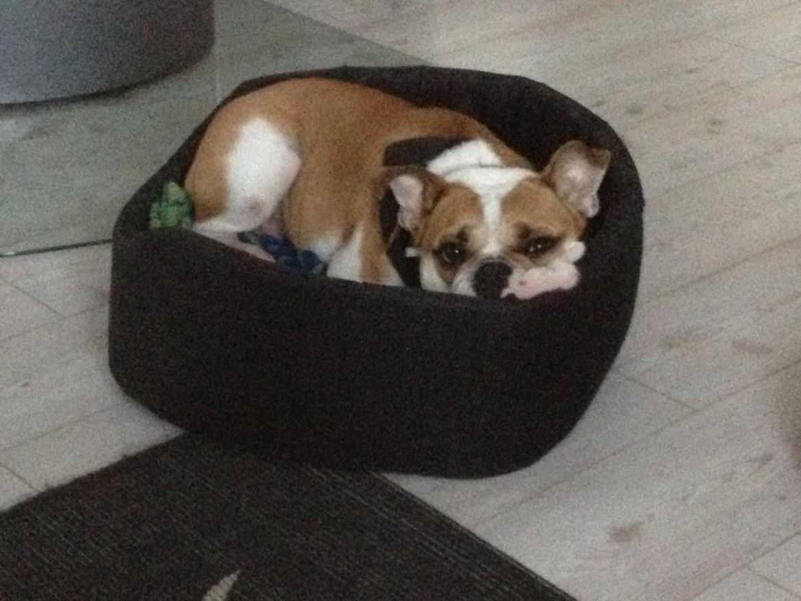 Blanding af racer William billede 14