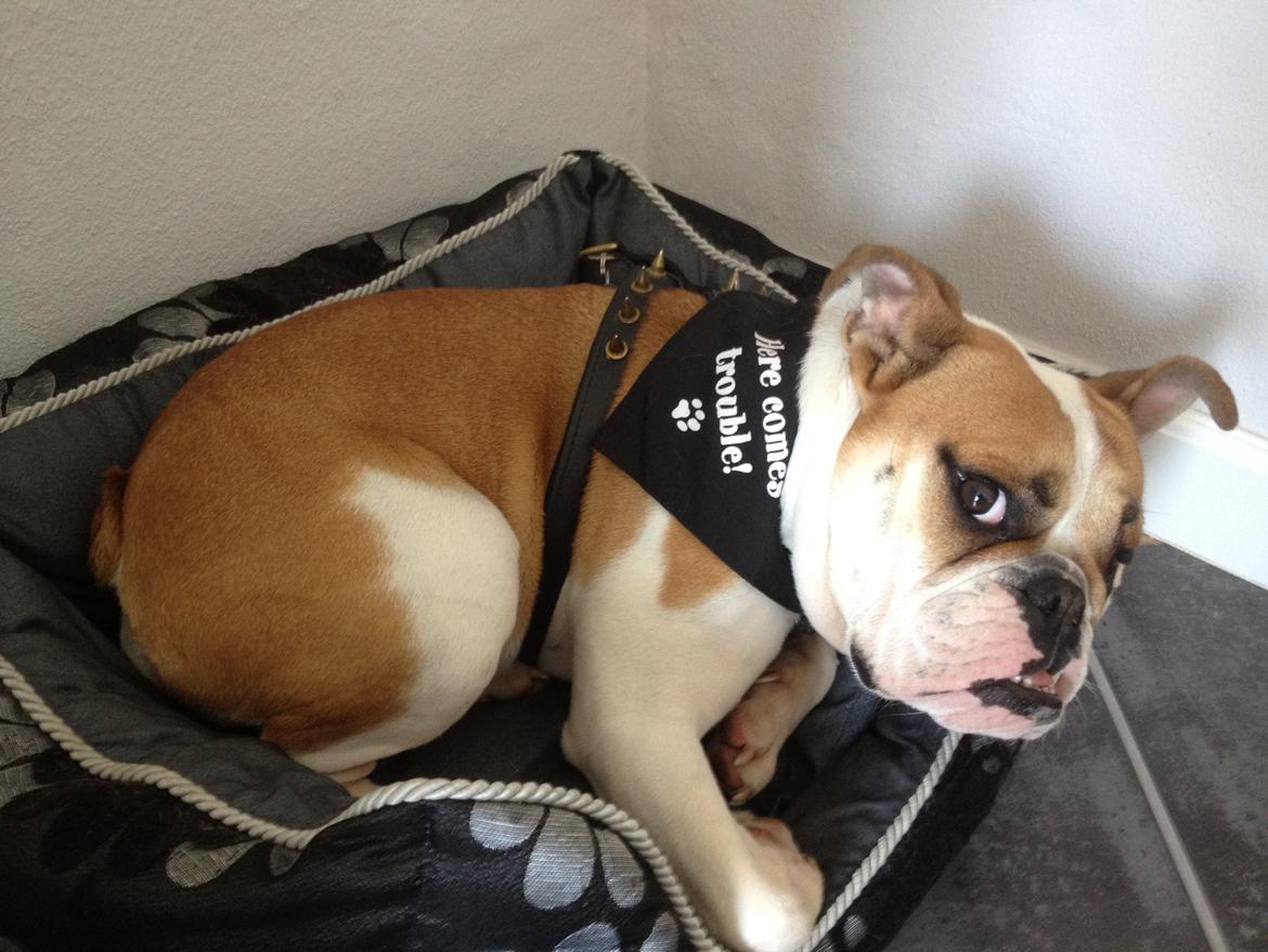 Blanding af racer William billede 15