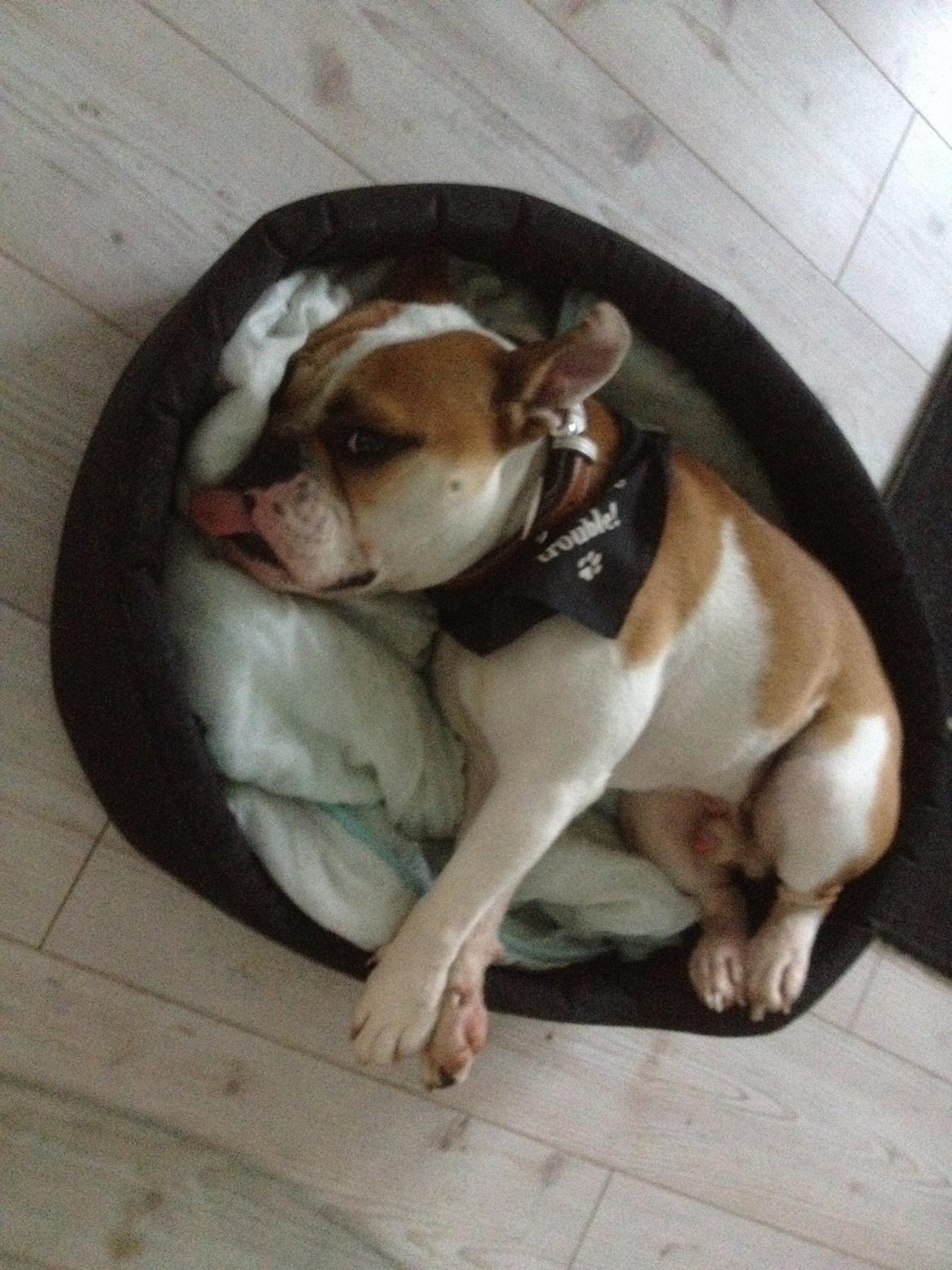 Blanding af racer William billede 16