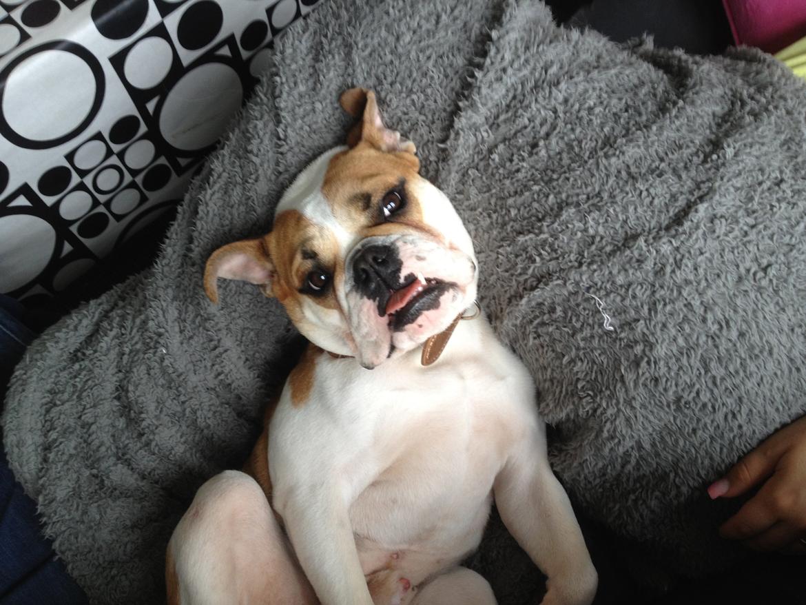 Blanding af racer William billede 17