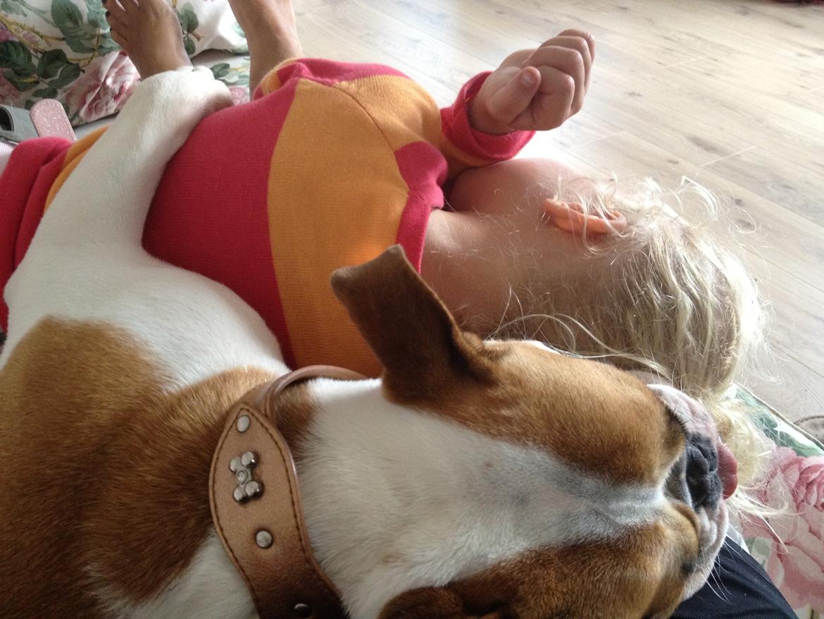 Blanding af racer William billede 18