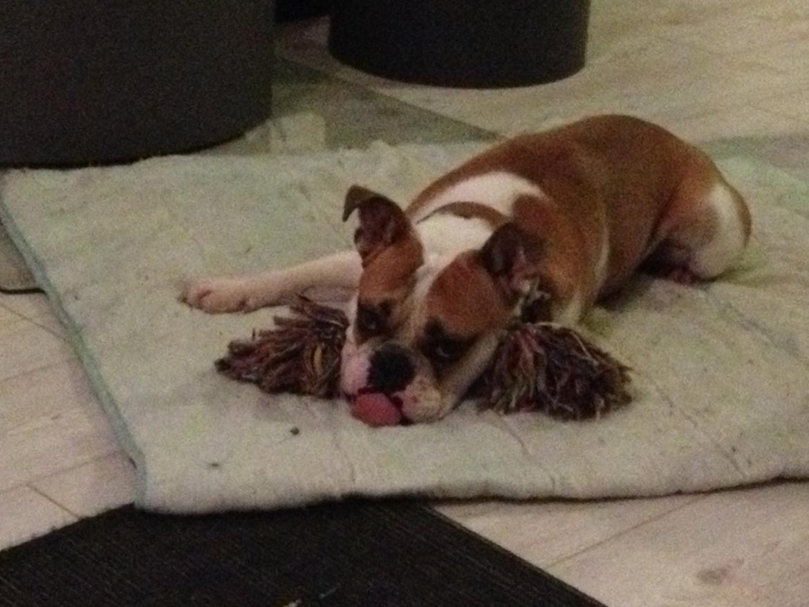 Blanding af racer William billede 20