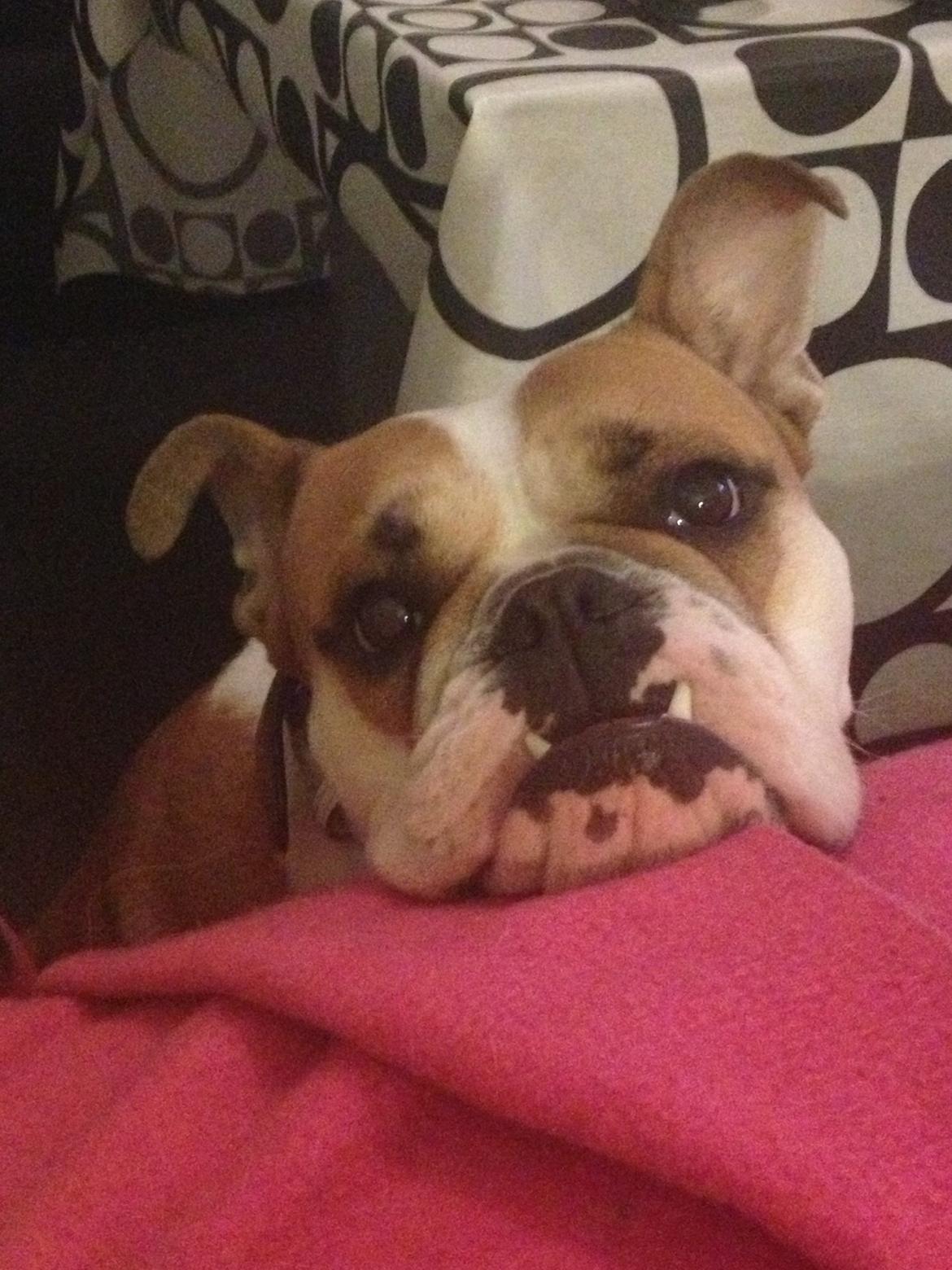 Blanding af racer William billede 21