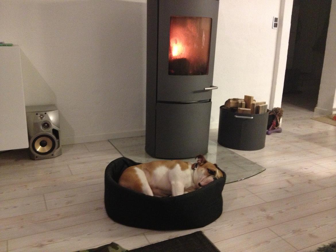 Blanding af racer William billede 22