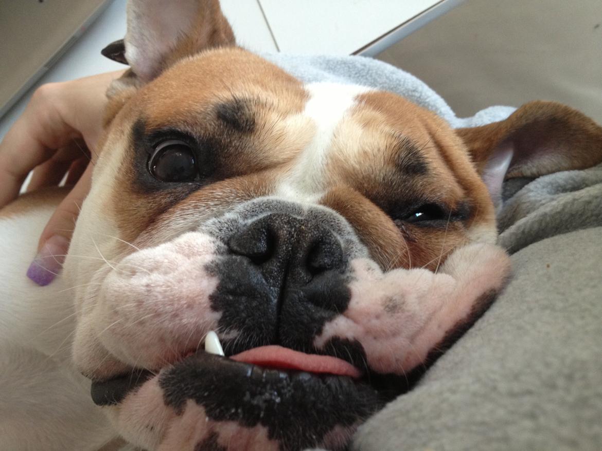 Blanding af racer William billede 23