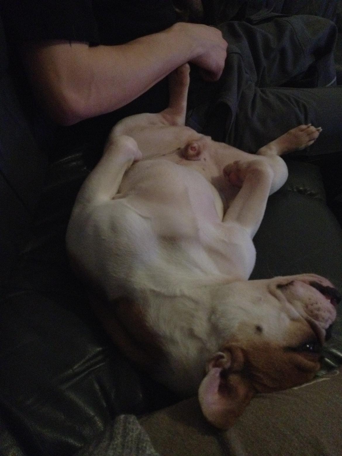 Blanding af racer William billede 24