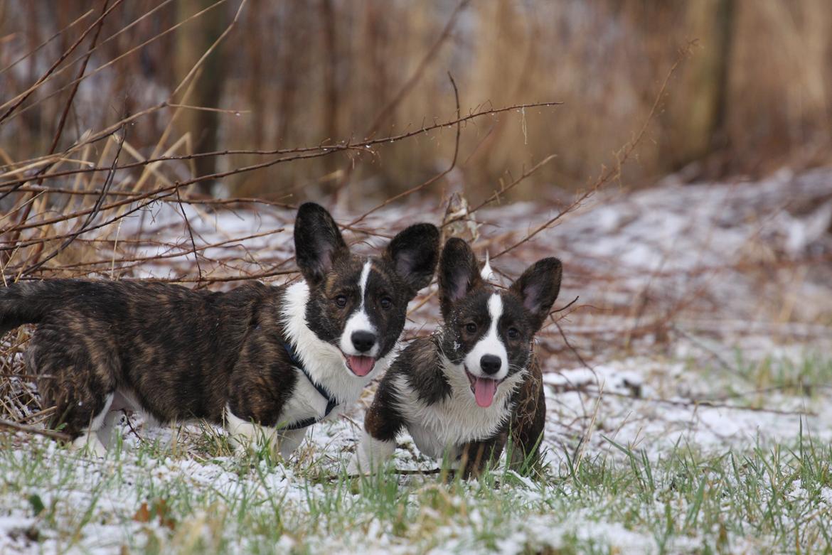 Welsh corgi cardigan Faarup Nixon - Nixon med sin søster Faarup Nynne. Foto: Mikkel S. Jensen billede 13