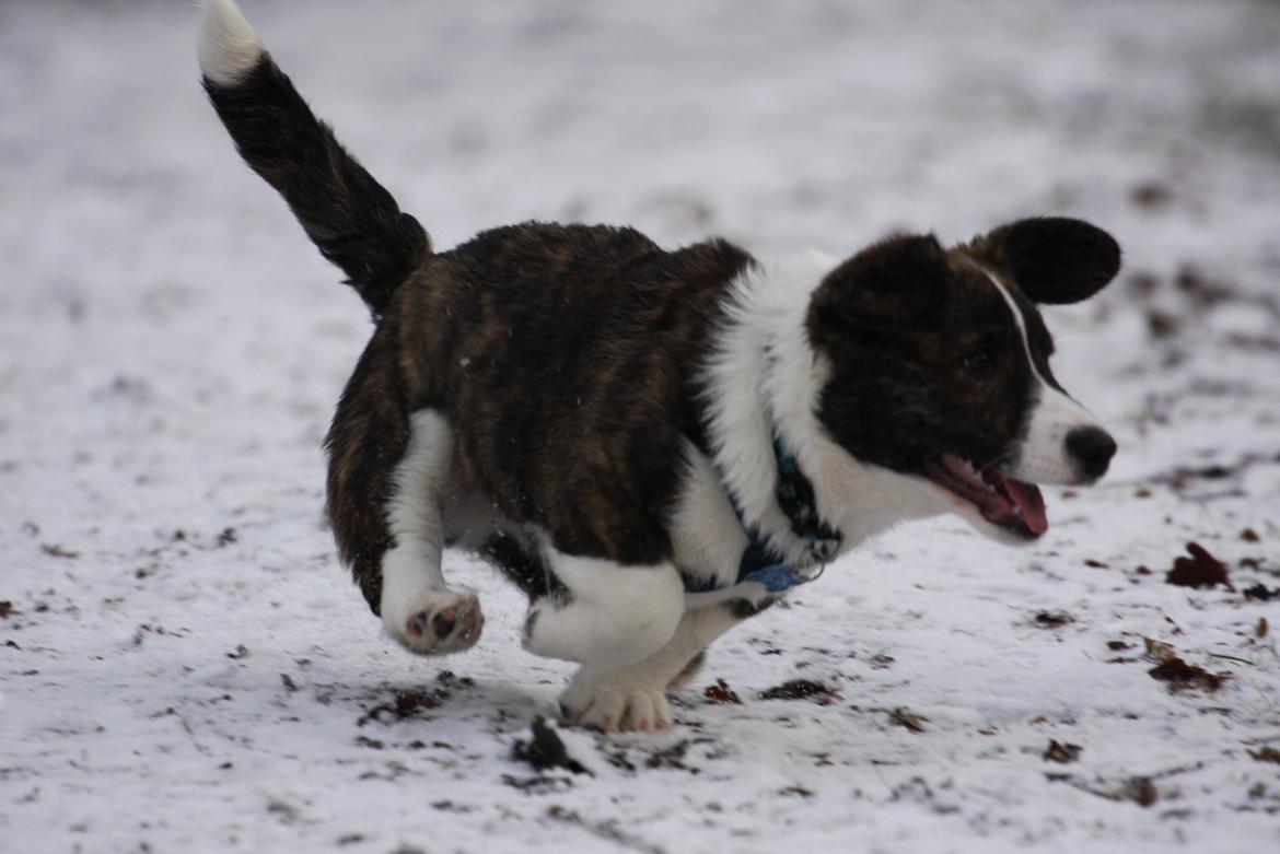 Welsh corgi cardigan Faarup Nixon - Afsted det går! Foto: Mikkel S. Jensen billede 14