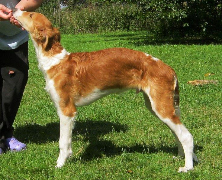 Borzoi - Kashmir 'Wild wind of Russia' billede 34