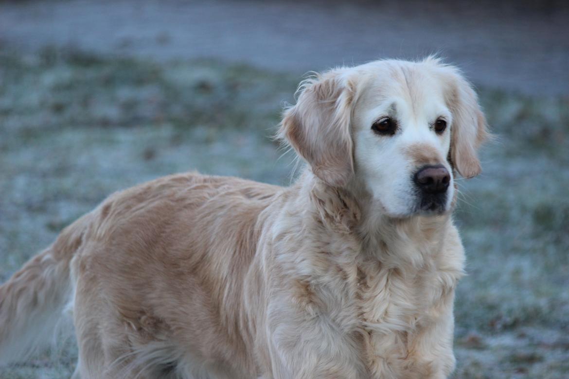 Golden retriever Luca billede 3
