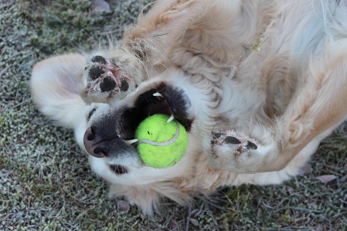 Golden retriever Luca - Så kan vi kende hende! :D billede 17