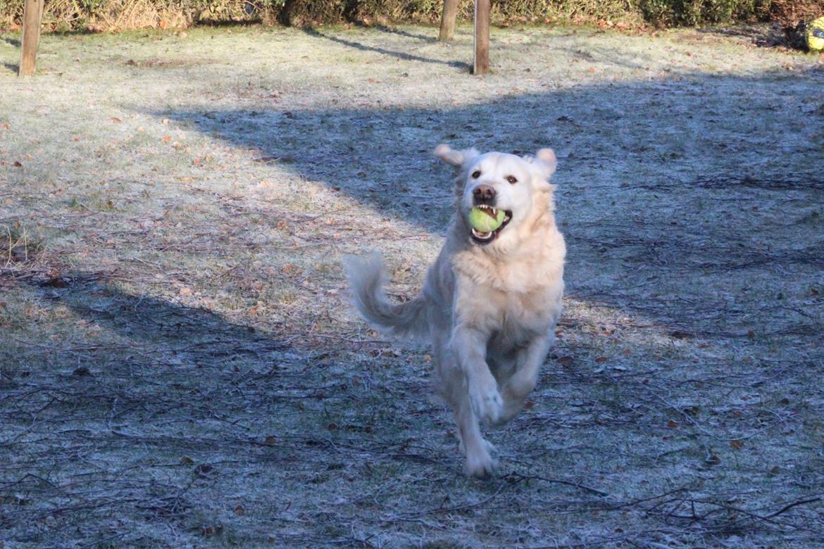 Golden retriever Luca - Her kommer jeeeeeeeeeeeeeeeeeeeeeeeeeeeeg!!!!! billede 18
