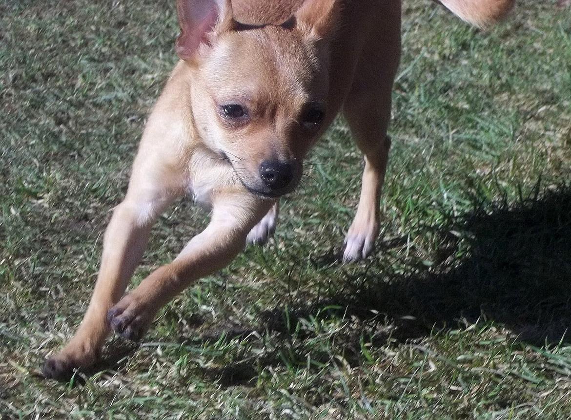 Chihuahua Nenomi<3 billede 14