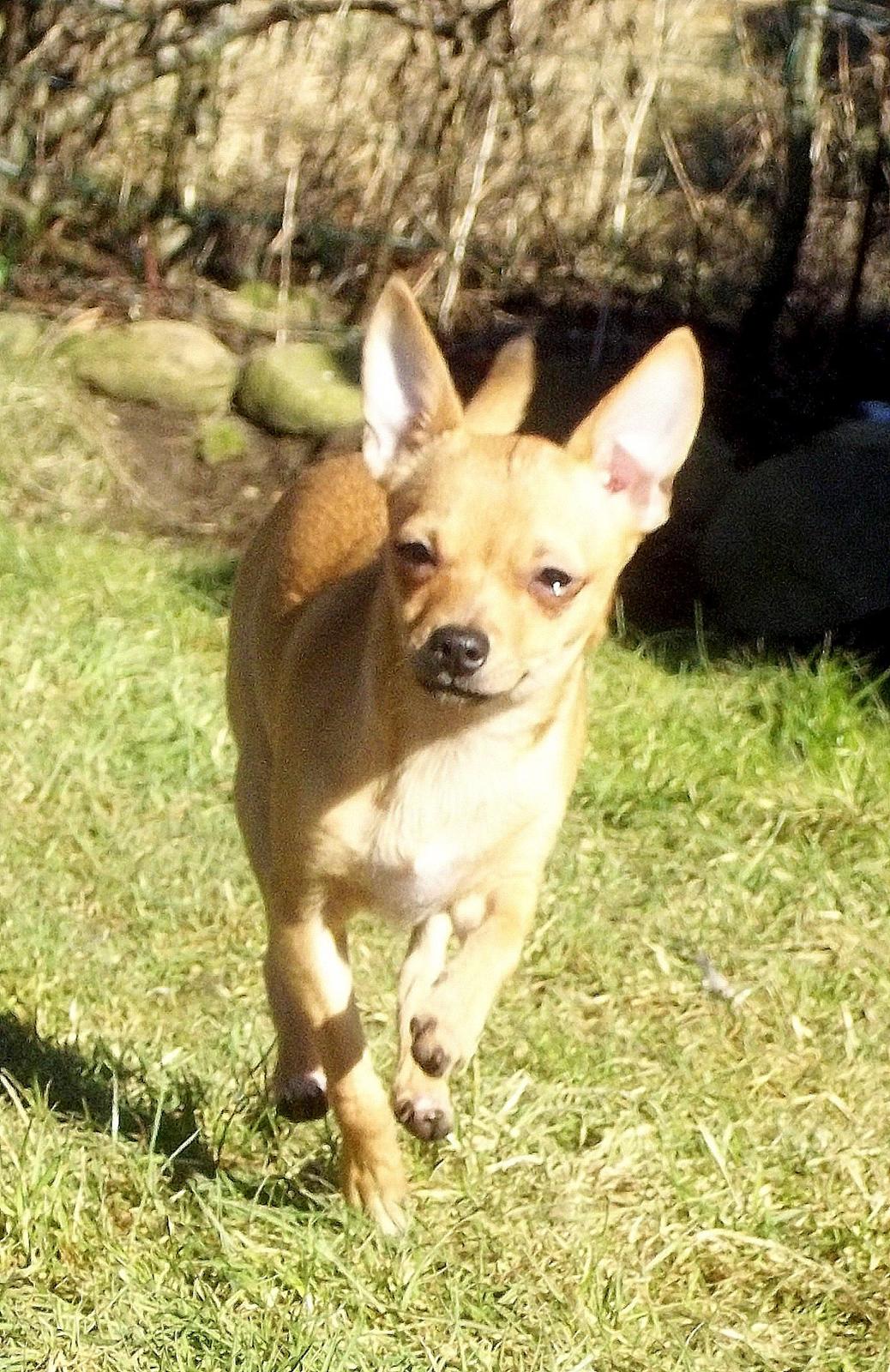 Chihuahua Nenomi<3 billede 15