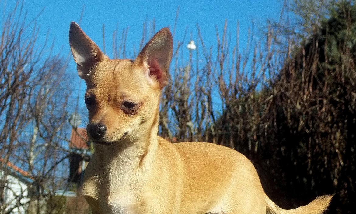 Chihuahua Nenomi<3 billede 16