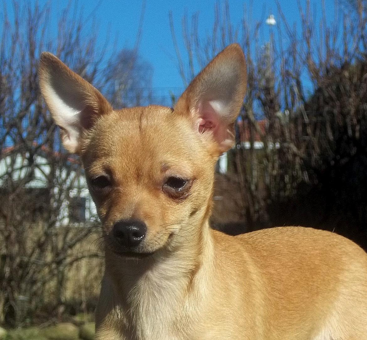 Chihuahua Nenomi<3 billede 17