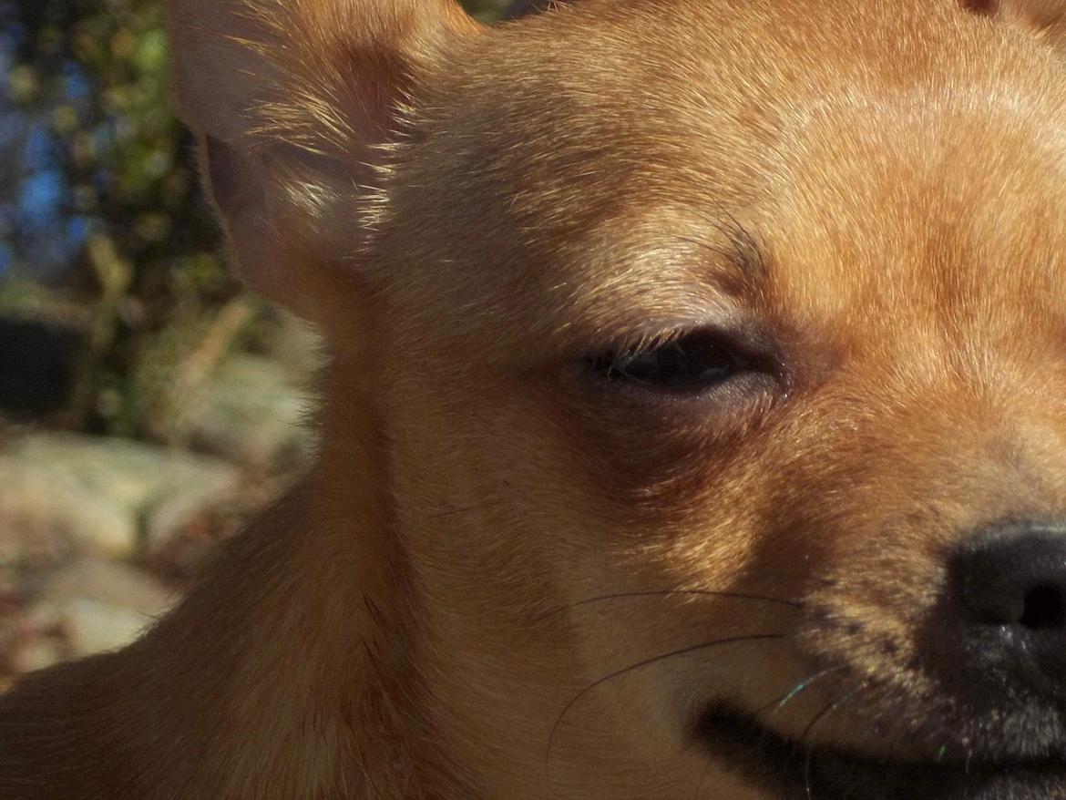 Chihuahua Nenomi<3 billede 18