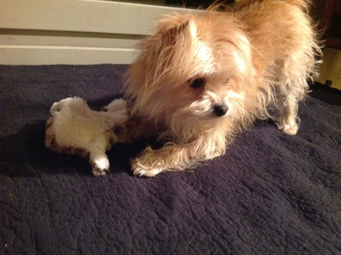 Blanding af racer sussi billede 3