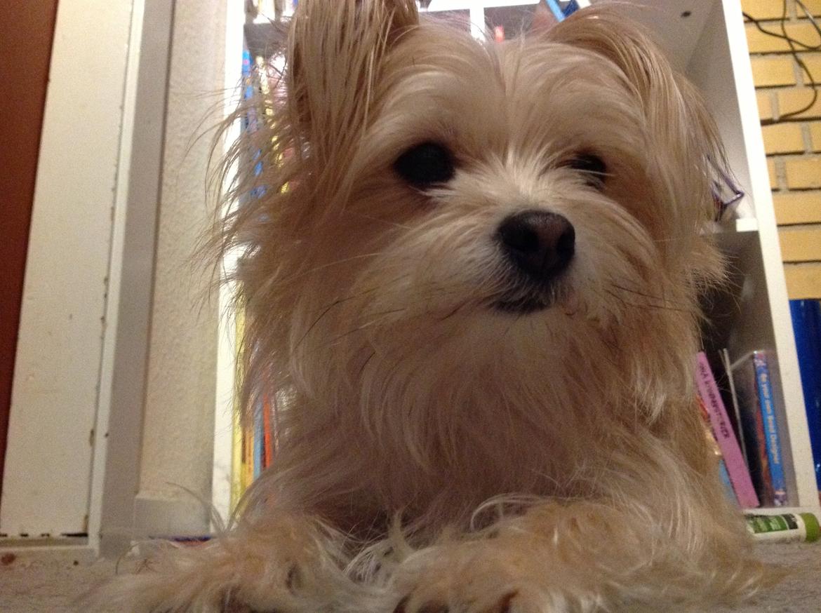 Blanding af racer sussi billede 4