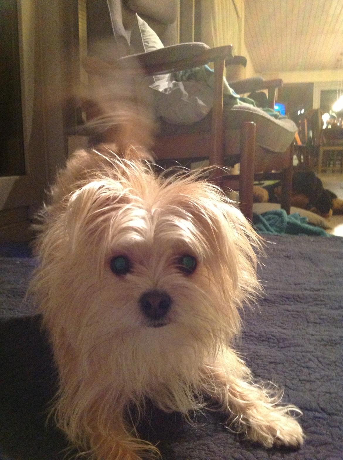 Blanding af racer sussi billede 5