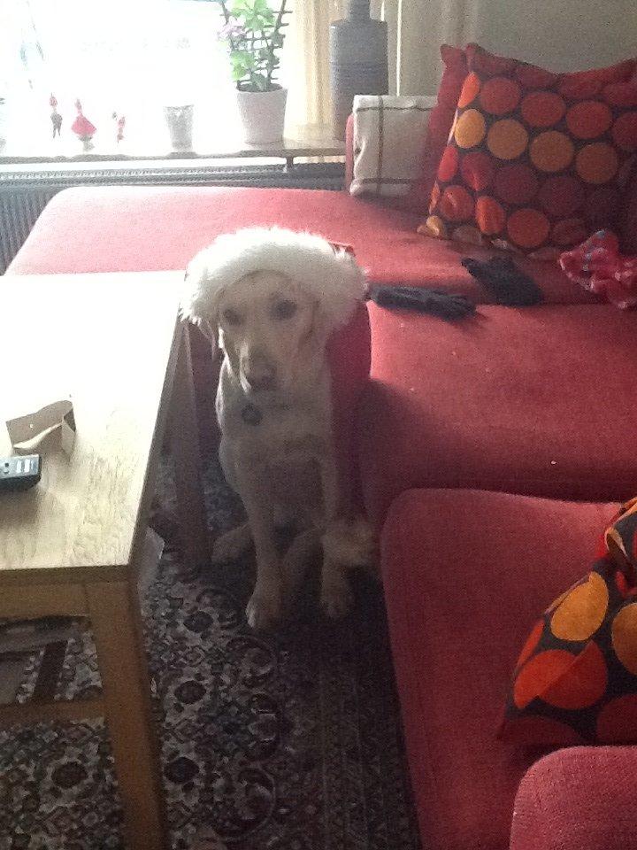 Labrador retriever Fie billede 2