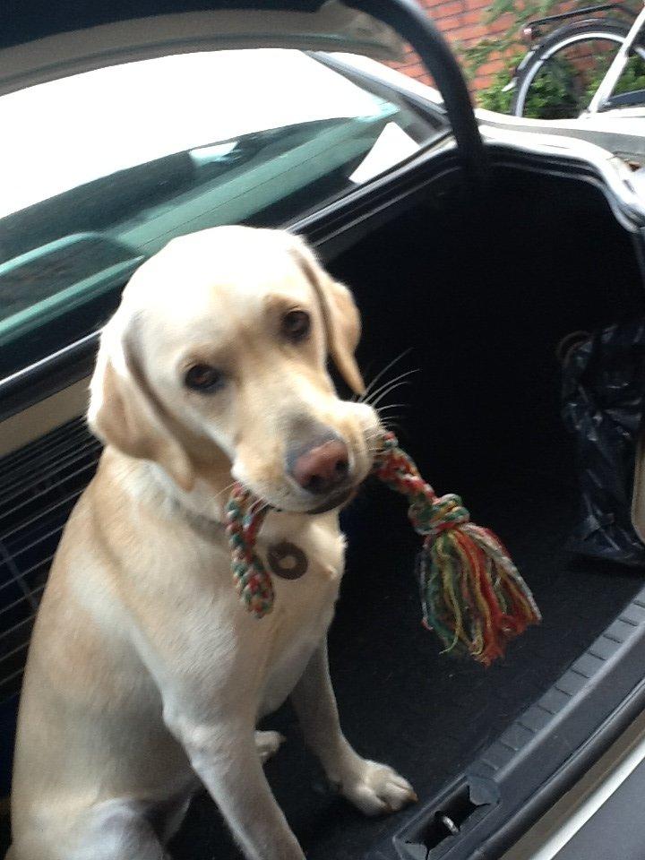 Labrador retriever Fie billede 3