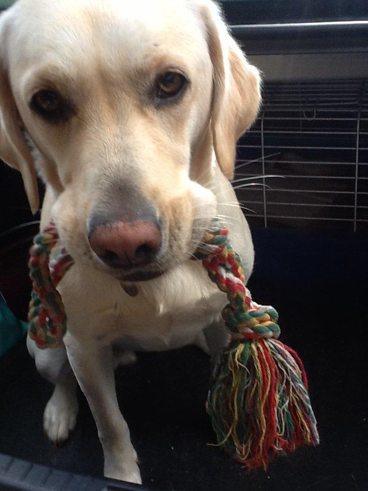 Labrador retriever Fie billede 4