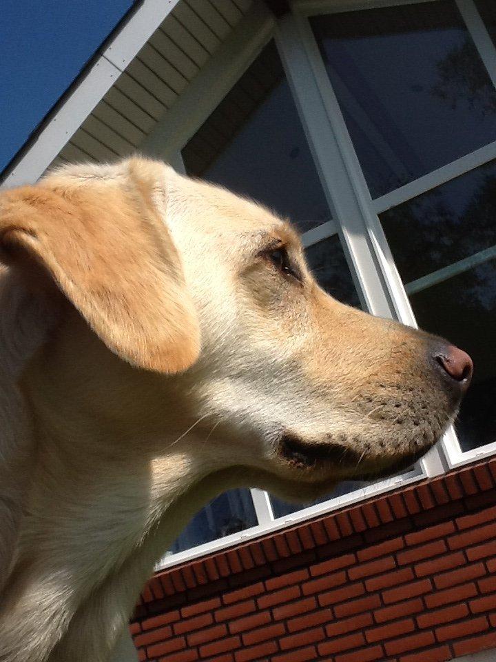 Labrador retriever Fie billede 5