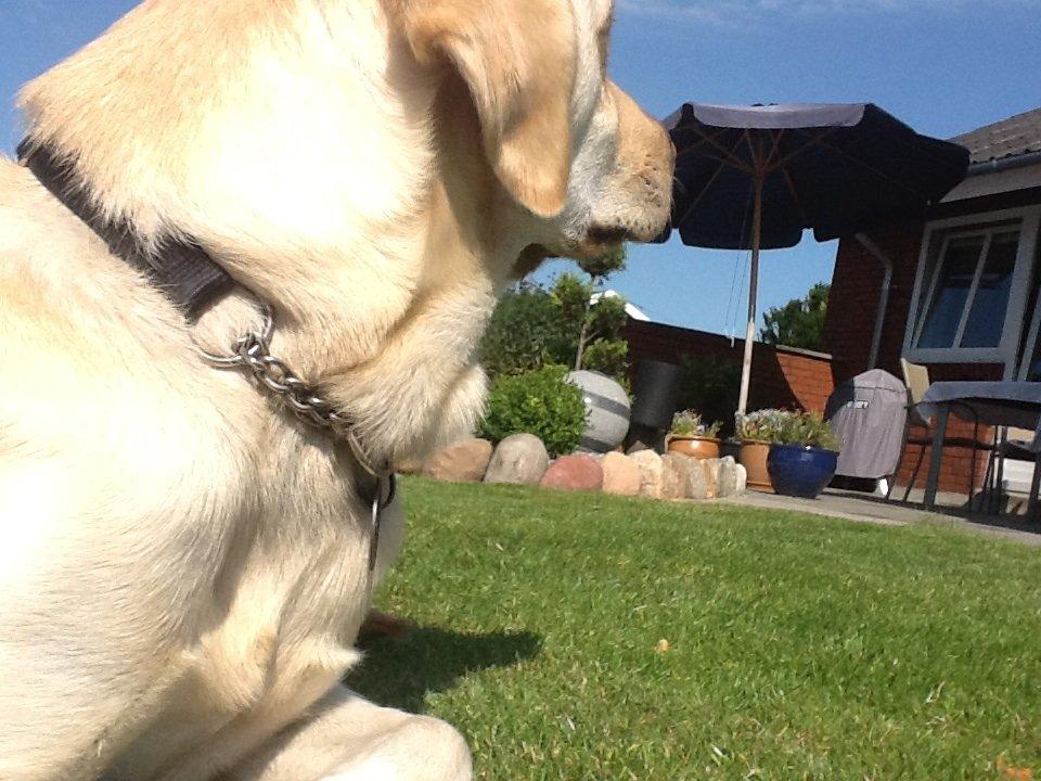 Labrador retriever Fie billede 7