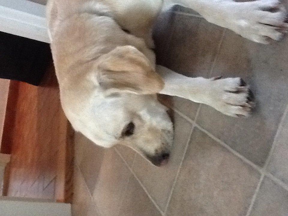 Labrador retriever Fie billede 8