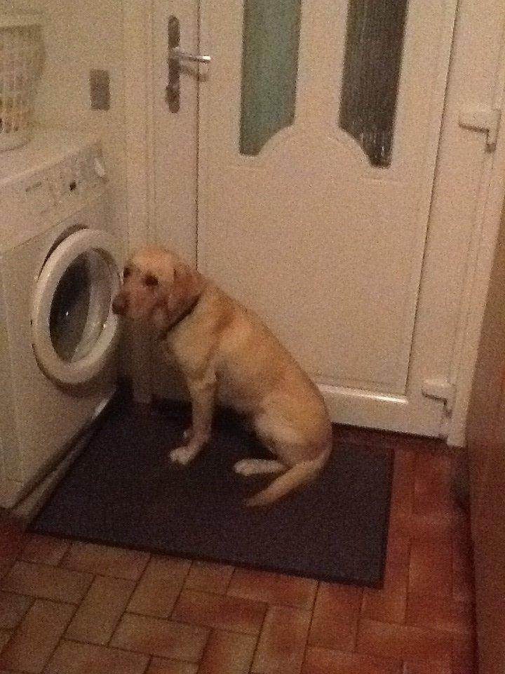 Labrador retriever Fie billede 9