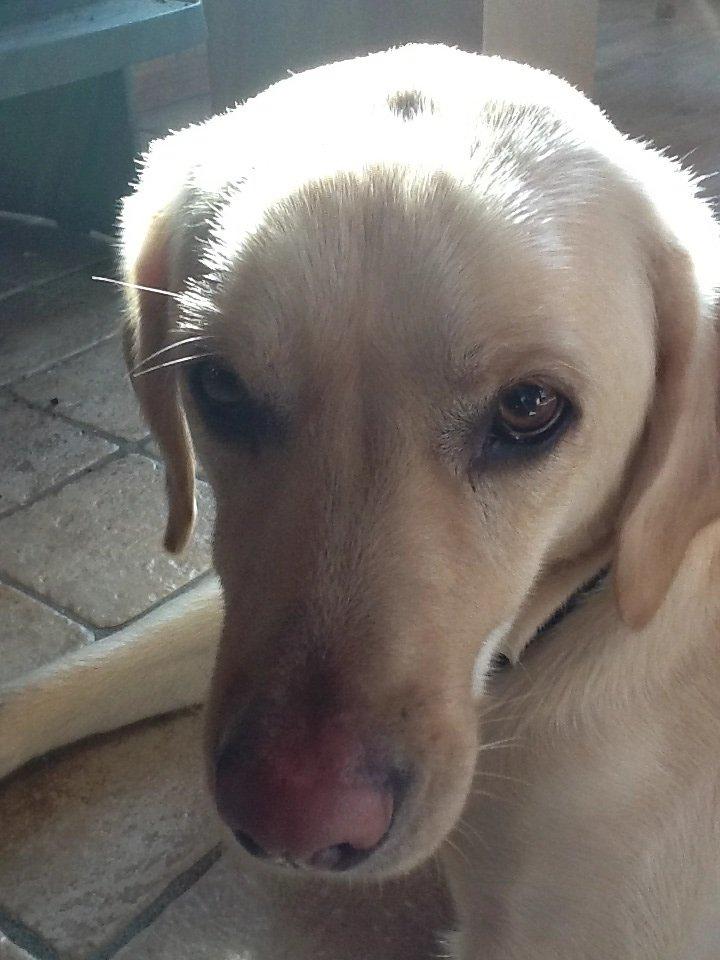 Labrador retriever Fie billede 10