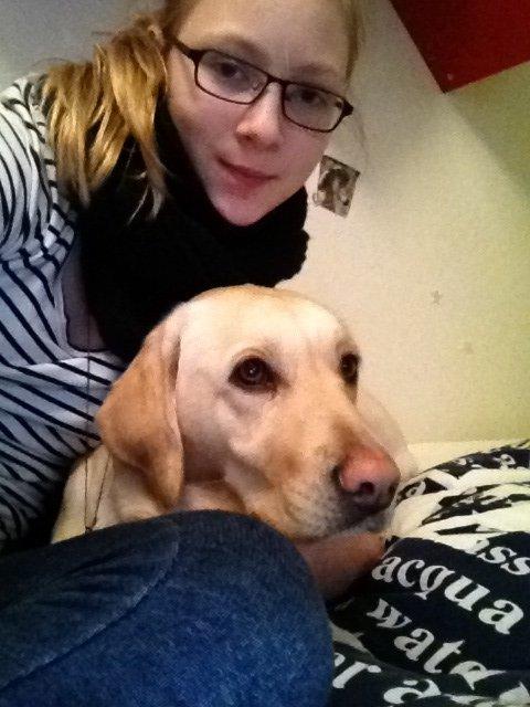 Labrador retriever Fie billede 12