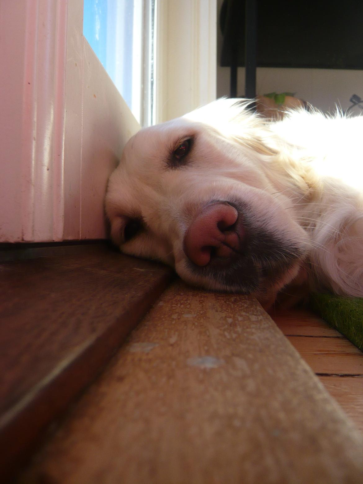 Golden retriever Dicte [Min bedste ven] <3<3 - Jeg sover lige godnat... billede 14