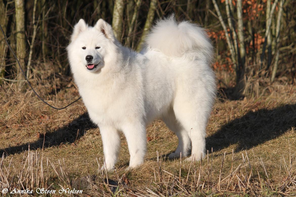 Samojedhund White Snow Star's Astina - 9 Mdr :) billede 2