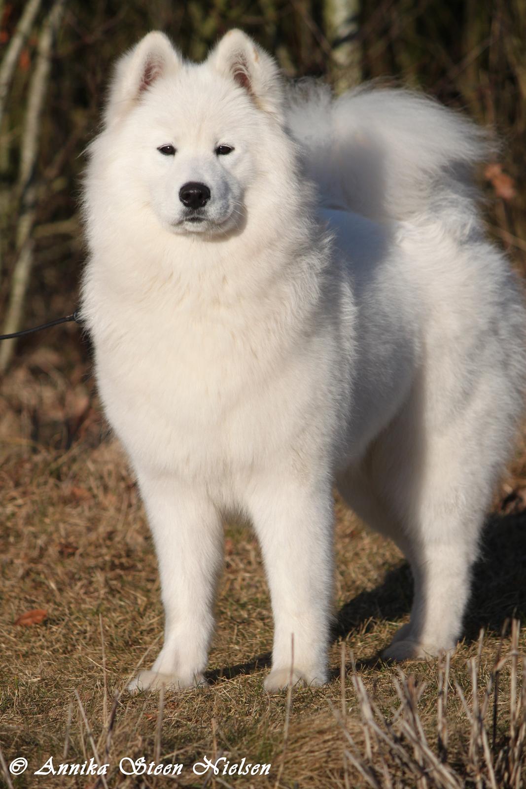 Samojedhund White Snow Star's Astina - 9 Mdr :)
 billede 3