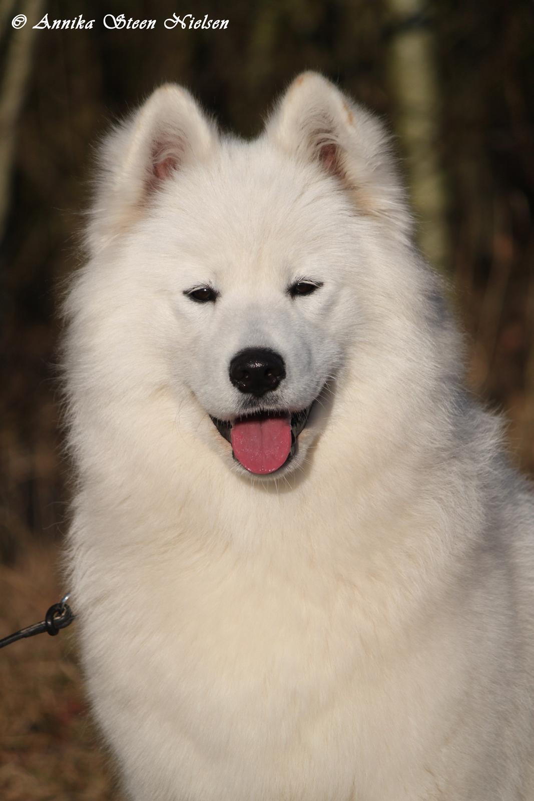 Samojedhund White Snow Star's Astina - 9 Mdr :) billede 1