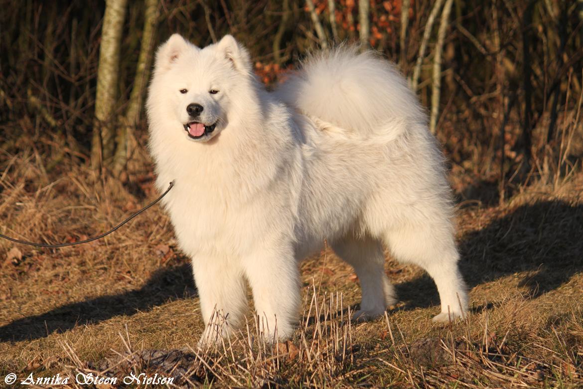 Samojedhund DEVDHJUCH White Snow Star's Armani - 9 Mdr :) billede 4
