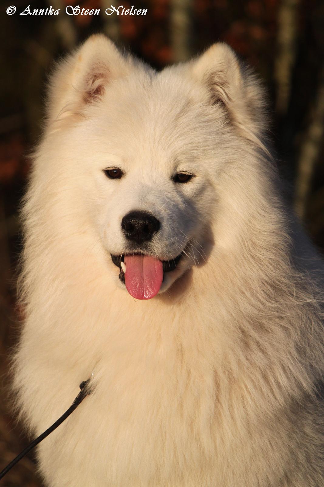 Samojedhund DEVDHJUCH White Snow Star's Armani - 9 Mdr :) billede 3