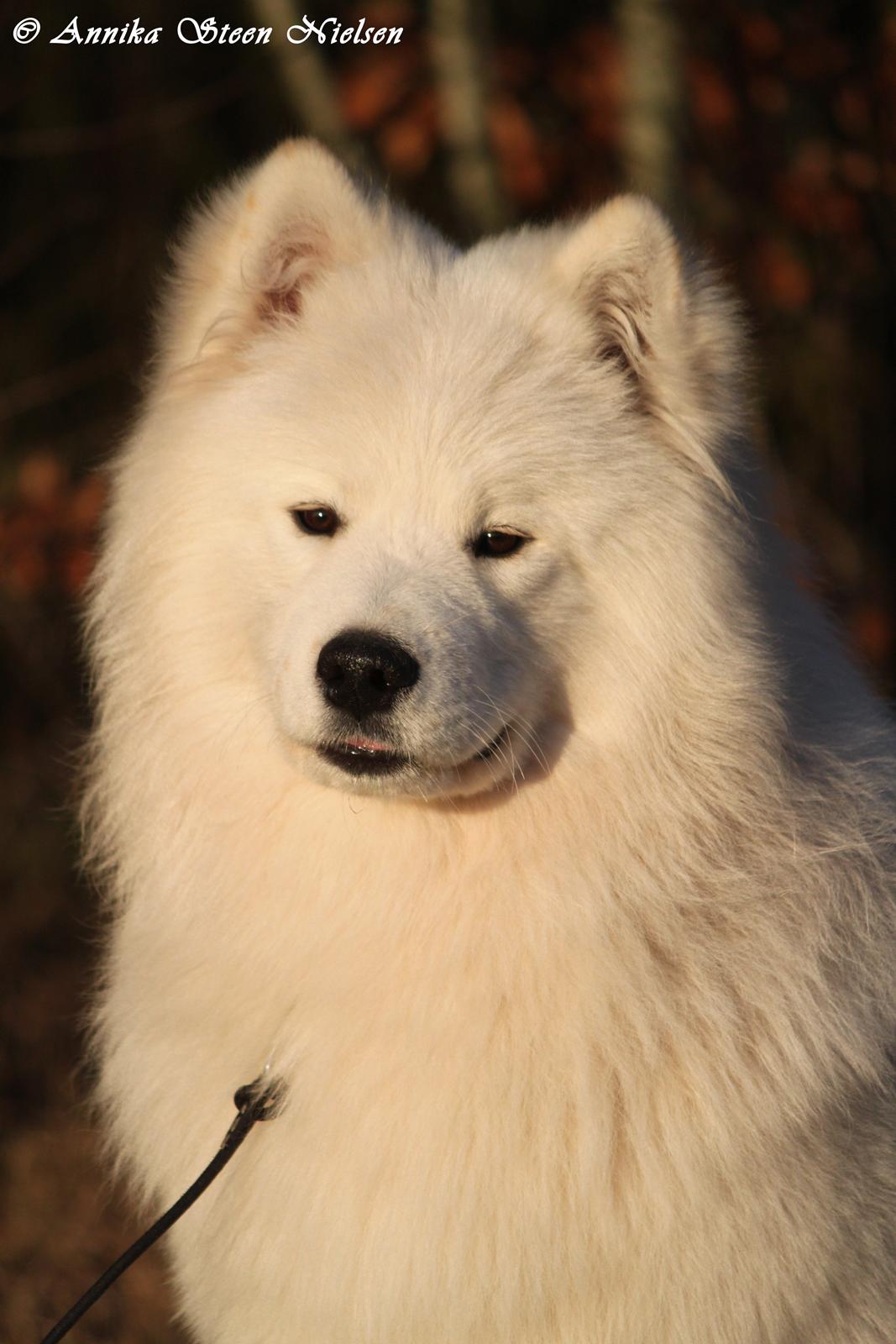 Samojedhund DEVDHJUCH White Snow Star's Armani - 9Mdr :) billede 2