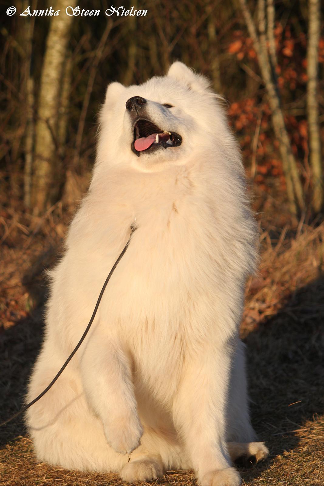 Samojedhund DEVDHJUCH White Snow Star's Armani - 9 Mdr :) billede 6