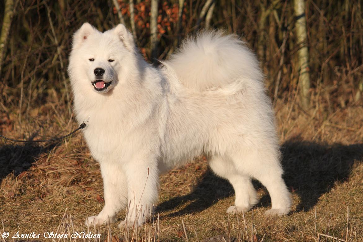 Samojedhund DEVDHJUCH White Snow Star's Armani - 9 Mdr :) billede 5