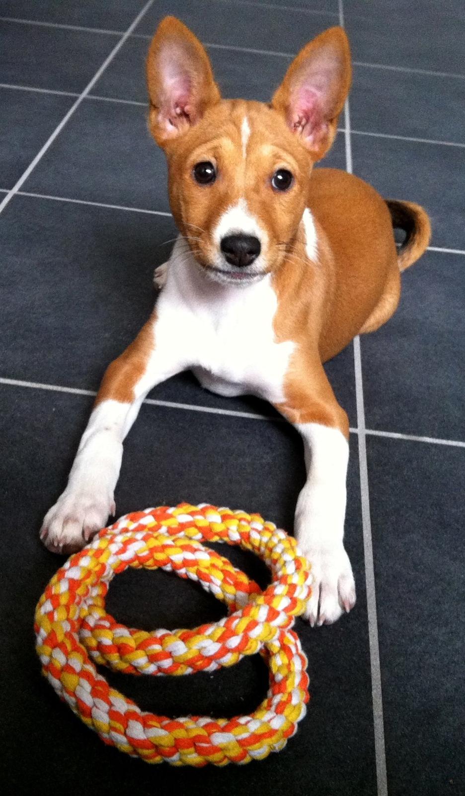 Basenji Molly billede 5