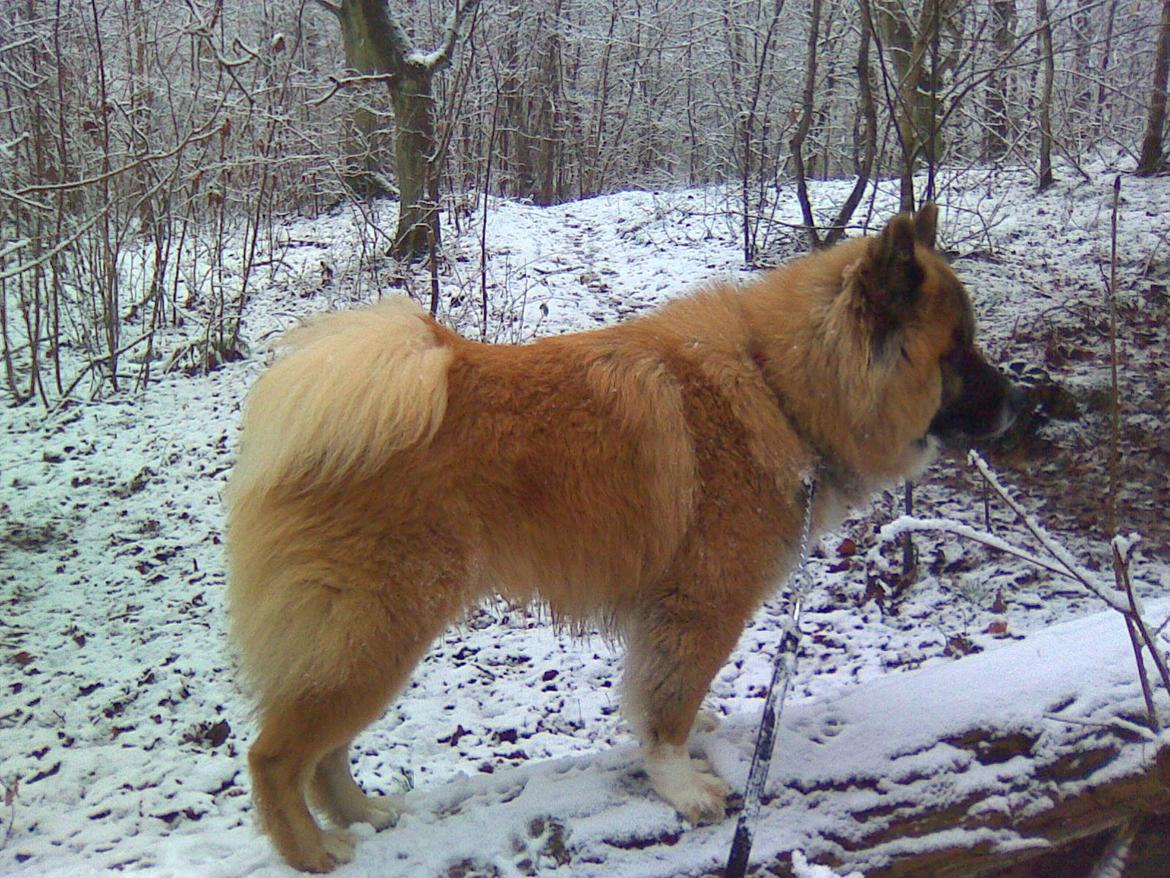 Eurasier Zikka - Der kunne da godt lige komme lidt mere sne ;)  billede 2