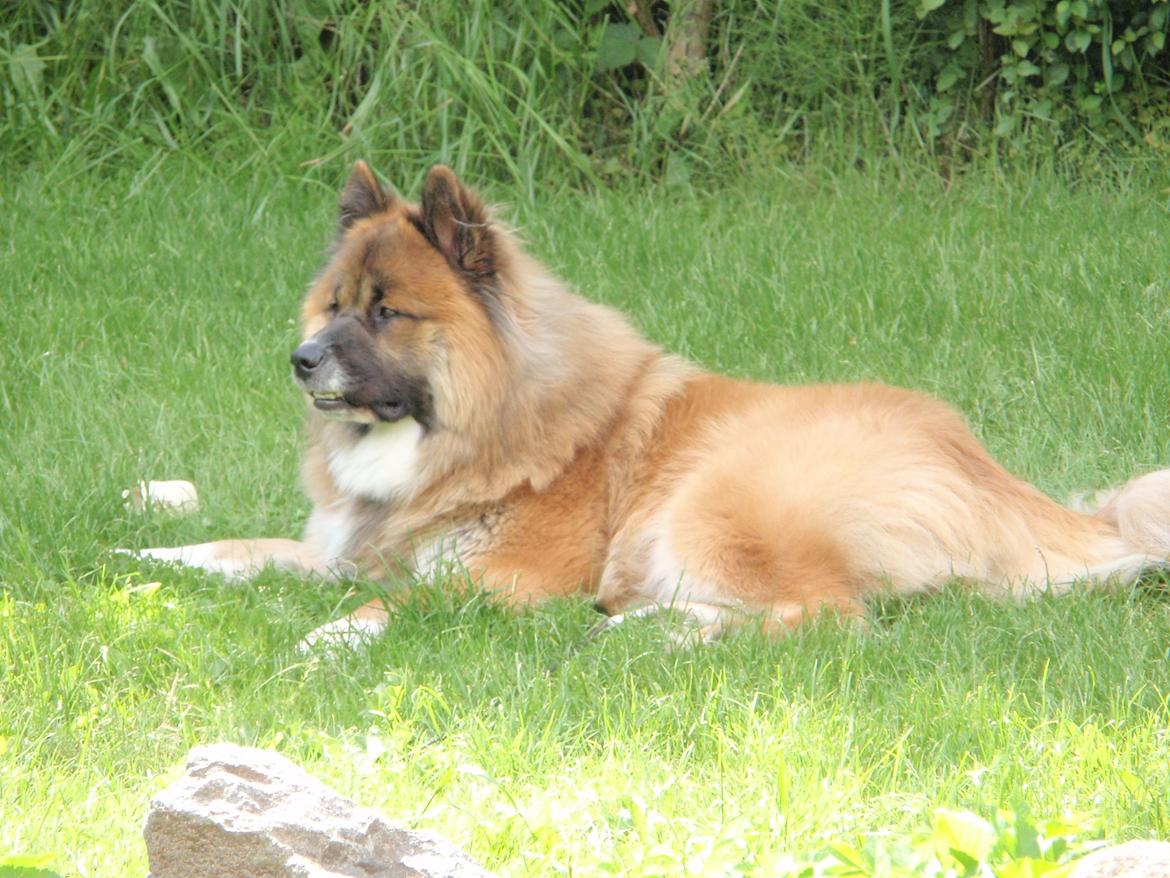 Eurasier Zikka - Elsker at være ude  billede 3